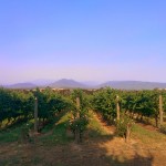 Rochford_Wines_vineyard_in_Yarra_Valley_Australia