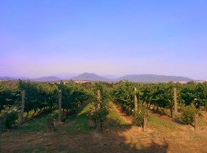 Rochford_Wines_vineyard_in_Yarra_Valley_Australia